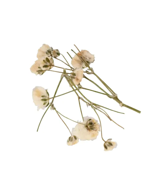 NAIL ART POD 09- Mixcoco