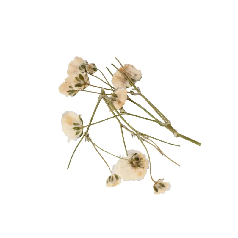 NAIL ART POD 09- Mixcoco