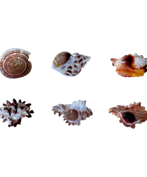 Κλάμερ μαλλιών κοχύλι 6-8cm