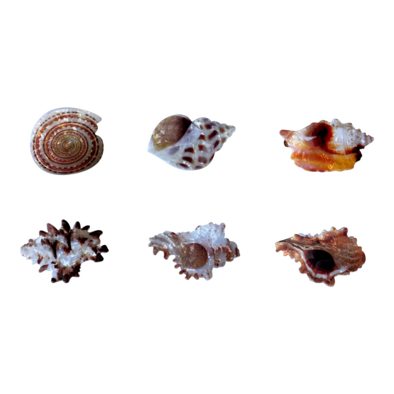 Κλάμερ μαλλιών κοχύλι 6-8cm